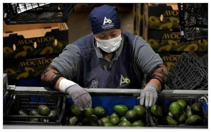US partially resumes avocado inspections in Mexico | International