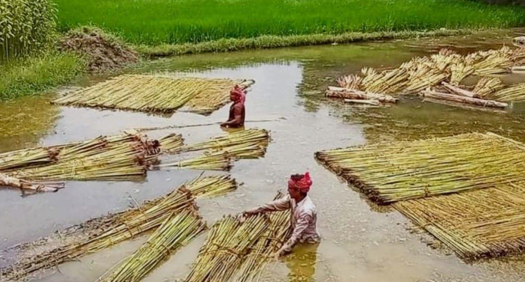 Jute cultivation exceeds target in Khulna  | Agriculture News