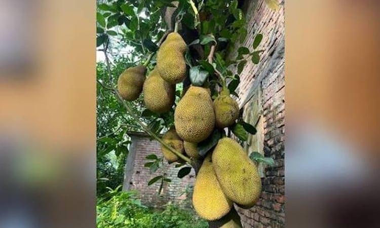 Gazipur entrepreneur makes waves with jackfruit biscuits | Special Stories