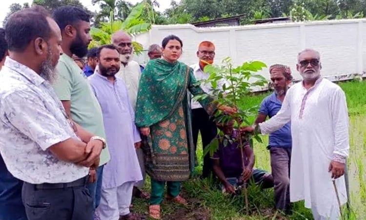 'Tree planting crucial in combating adverse effects of climate change' | District
