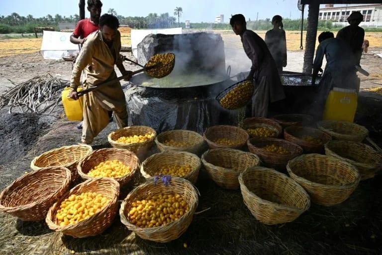 Pakistan's date workers toil through rising heat | International