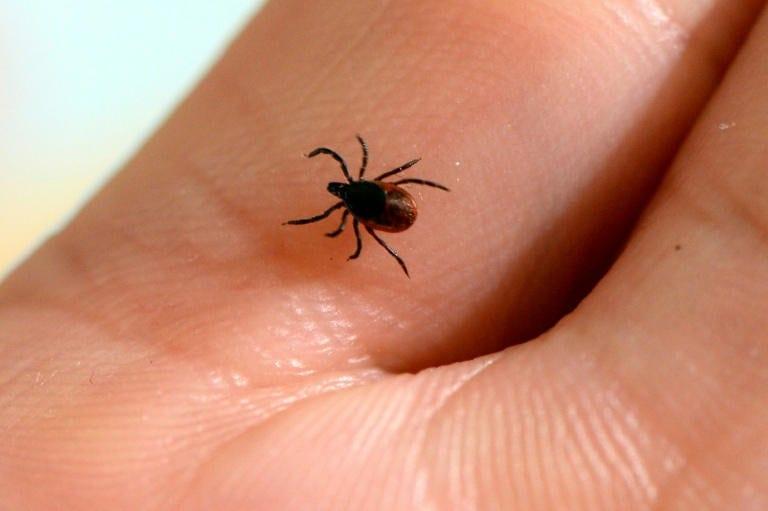 EU to study potential vaccine for Lyme disease: companies | International