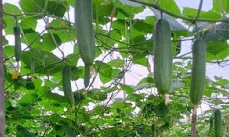 Farmers suffer as syndicate controls Dumuria vegetable market | Special Stories