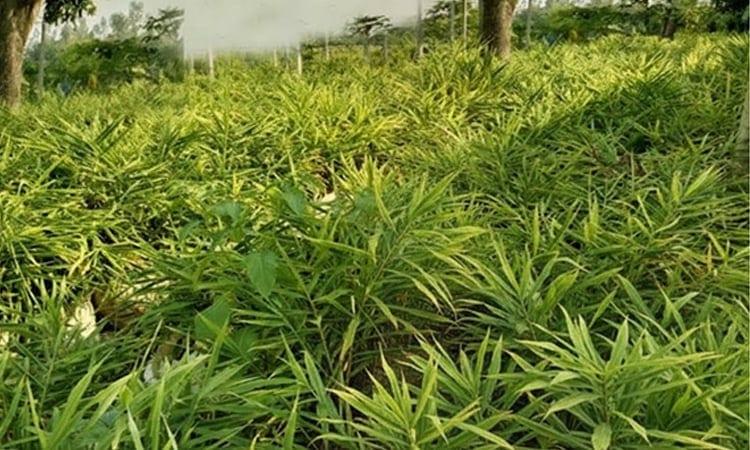 Cultivating ginger in sacks gaining popularity in Rangpur region | Special Stories