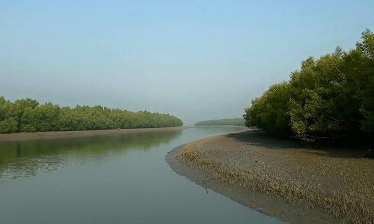 Deer poaching, poison fishing decline in Sundarbans | District