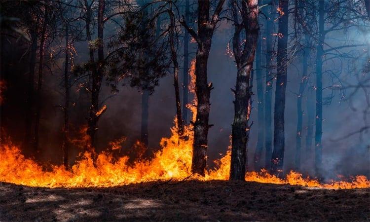 Europe wildfires: latest developments | International