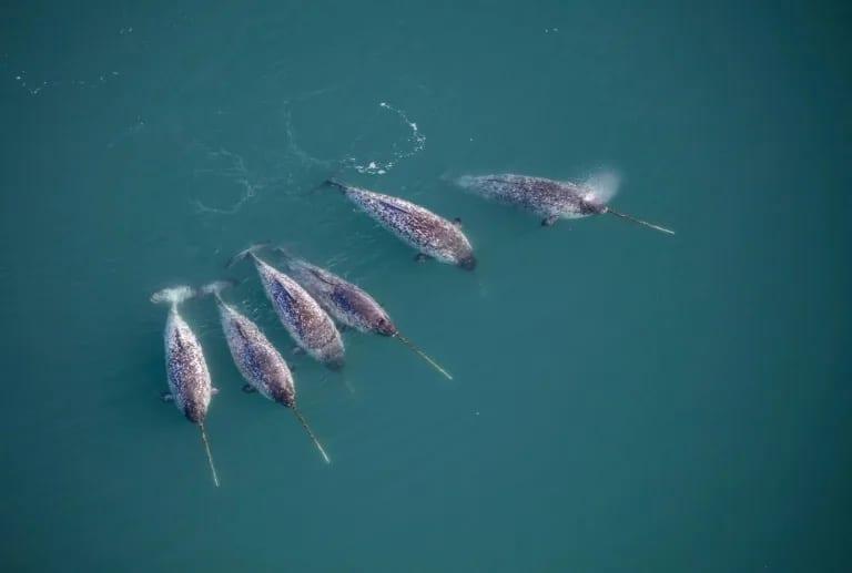 Scientists discover how narwhals grow nature's only straight tusk  | International