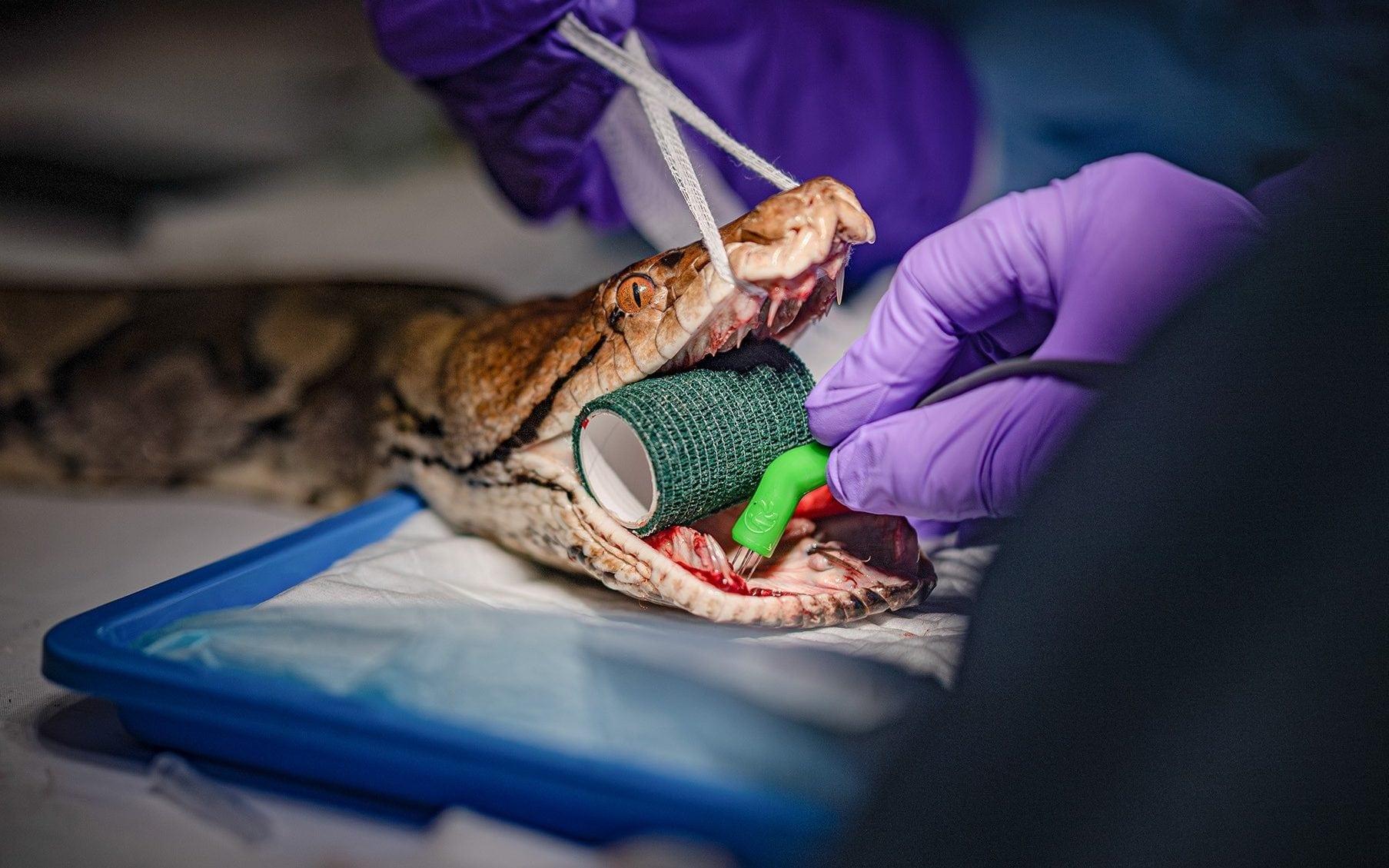 Pioneering cancer treatment saves python named Jodie Foster: UK zoo | International