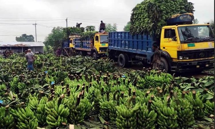 Dinajpur bananas find markets nationwide   | News Flash