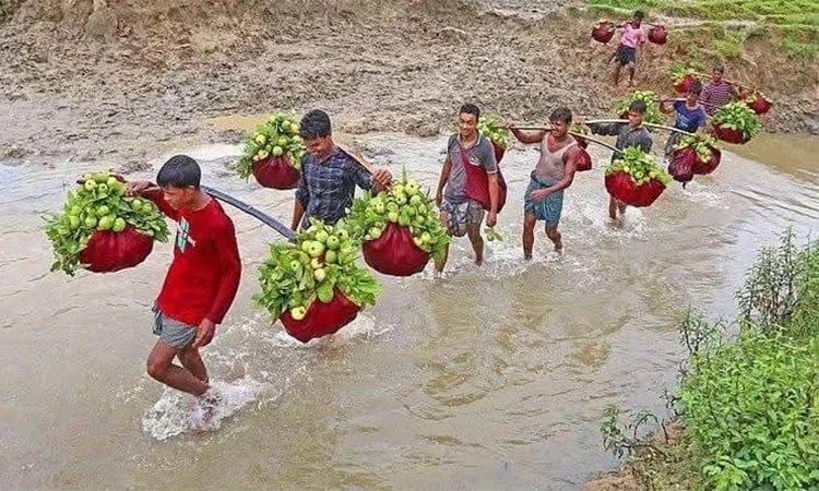 Chattogram’s 'Kanchan Guava' earns Tk 6cr in season, finds overseas markets | Special Stories