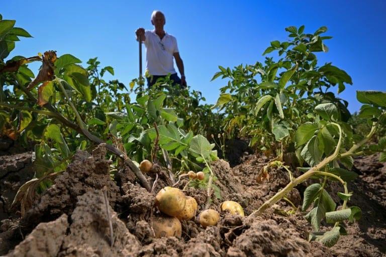 Too small for fries: drought shrinks Belgian potatoes | International