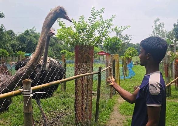 Successful ostrich breeding in Dinajpur set an example | Special Stories
