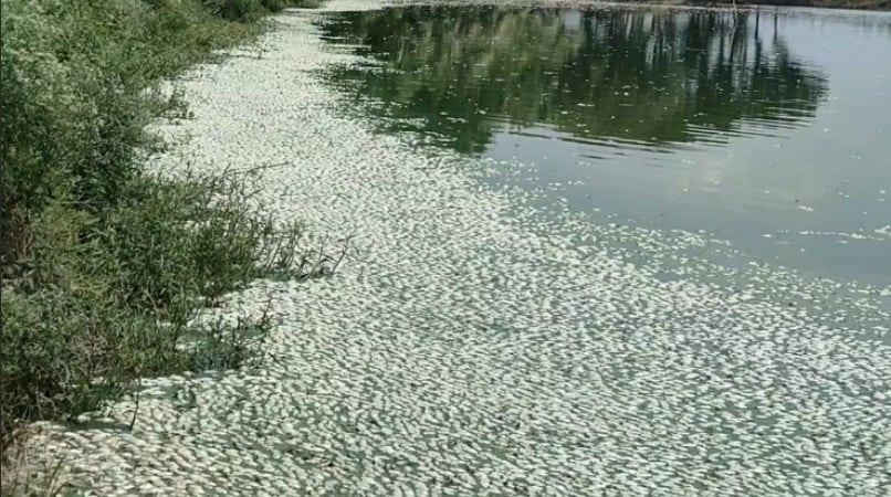 Mismanagement, not power outages, caused fish deaths in Jashore: probe | District