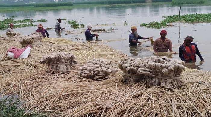 Jute sales may fetch Tk 549cr in Rajshahi this season | News Flash
