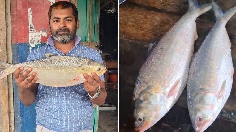 Coastal Bhola rivers teem with Hilsa, traders prepare for export | Others