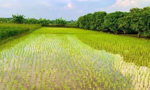 Rainwater revives Aman Paddy, farmers dream of good yield in Rajshahi | Agriculture News
