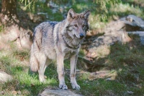 Trump again seeks to remove protections for wolves | International