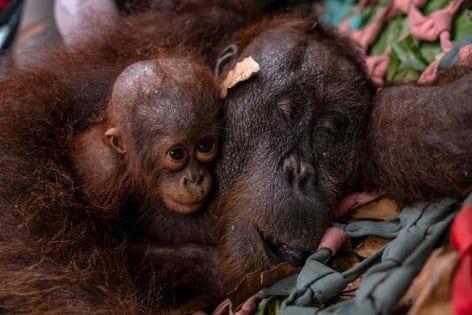 Indonesia rescues second orangutan mother and baby from wildfire | International