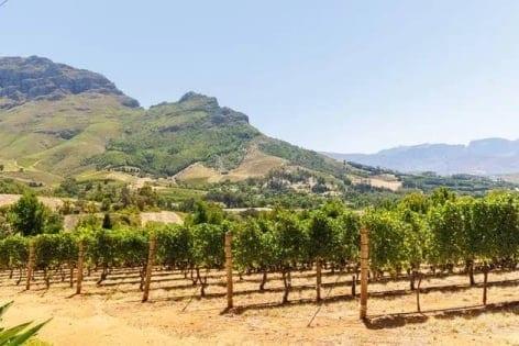 Scorching summer pushes French wine harvest to new historic low | International
