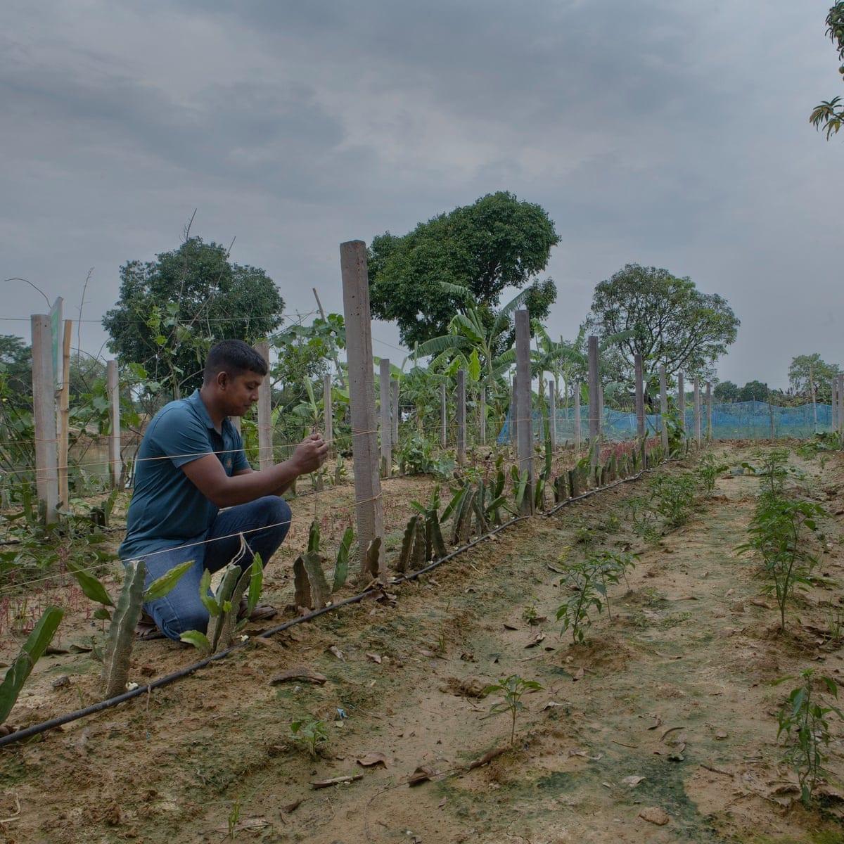 ‘I fear people will go to war over water’: as wells run dry, farmers struggle to survive in Bangladesh