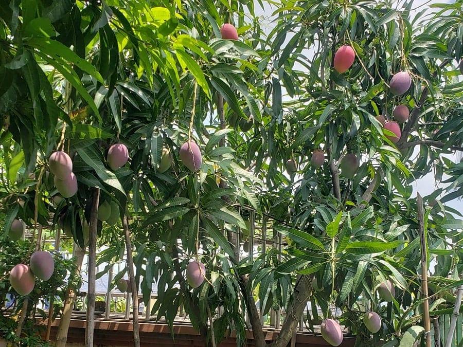 ঢাকার এই ছাদবাগানে বছরে গড়ে ৫ মণ আম হয়, এবার ফলন কেমন?