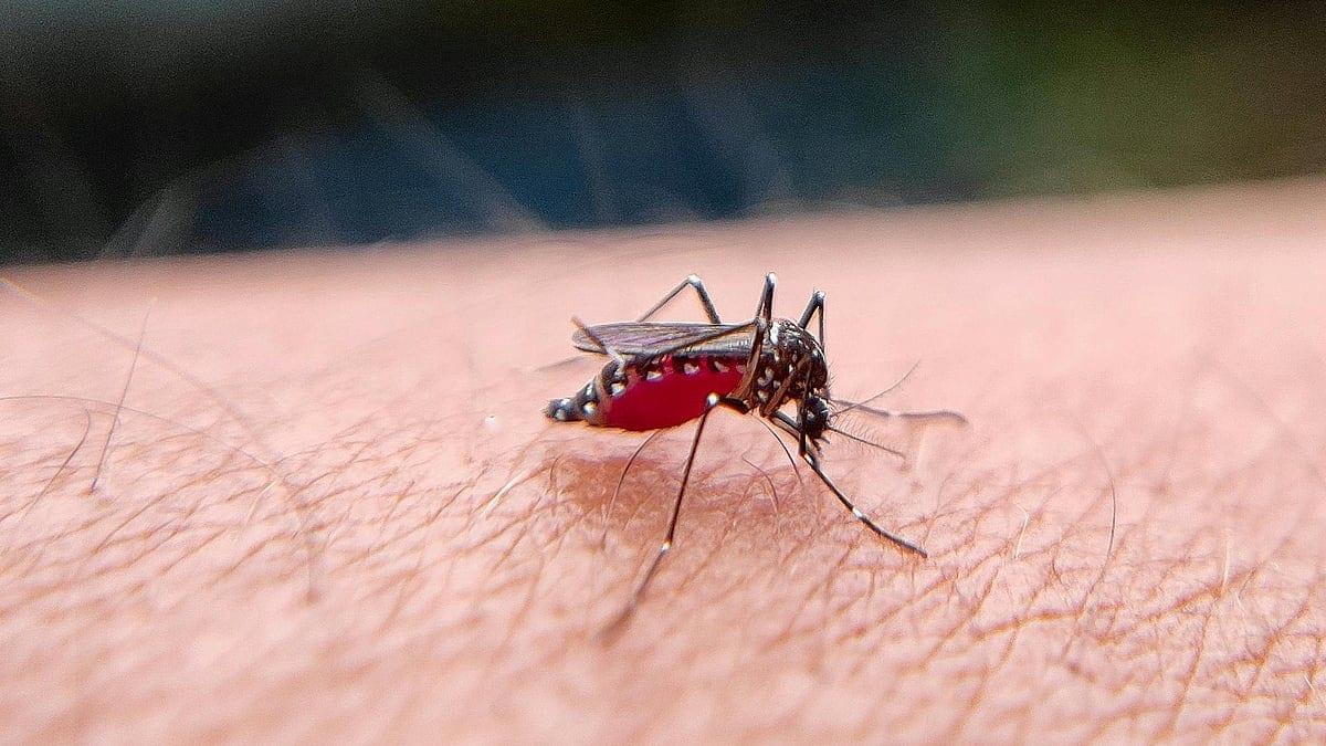 মশা একটি পরিবারকে শোকে ভাসিয়ে দিতে পারে