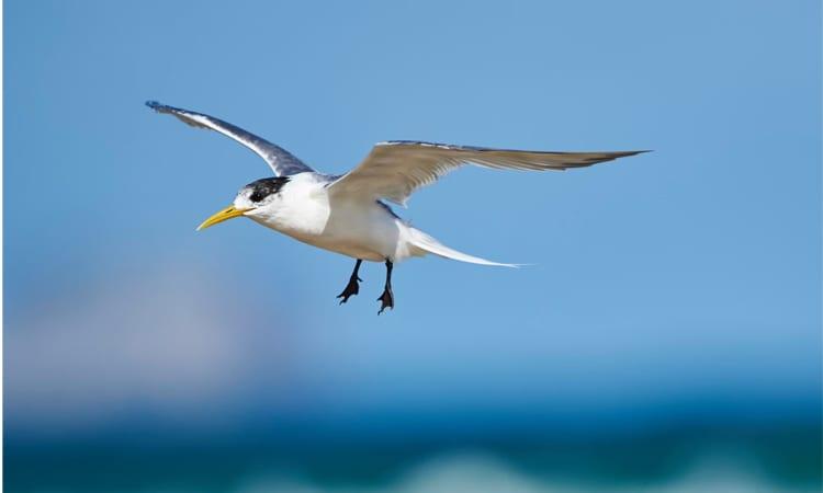 H5 bird flu detected in Australian seabird for first time | International