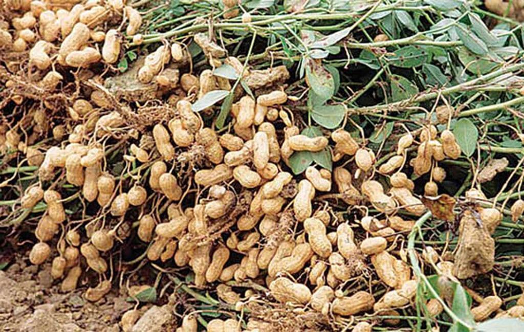 Groundnut brings smiles on Manikganj farmers’ faces | District