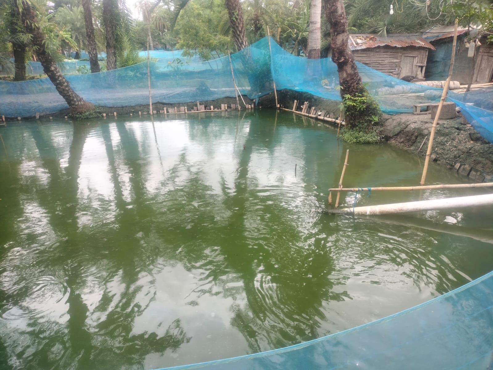 Commercial snakehead fish farming boosts Khulna livelihoods | District