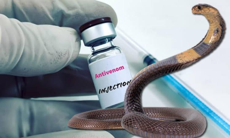 Antivenom available at all upazila health complexes for snakebite treatment | News