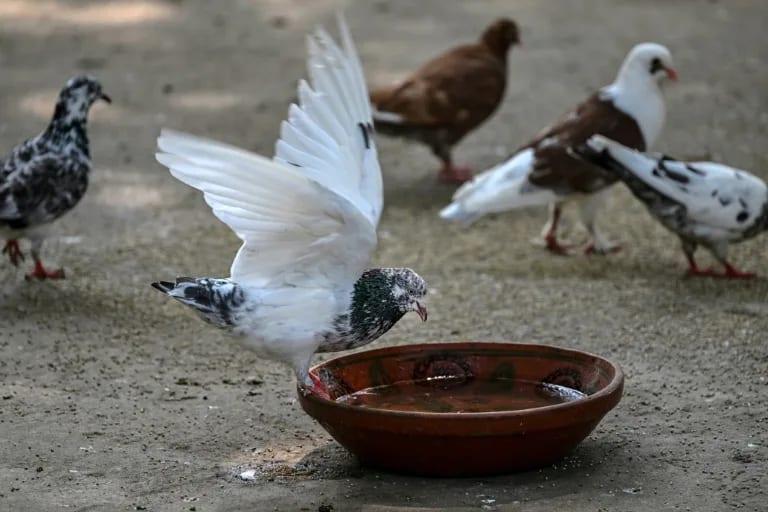 Wildlife rescuers help birds survive Pakistan's hotter summers | International