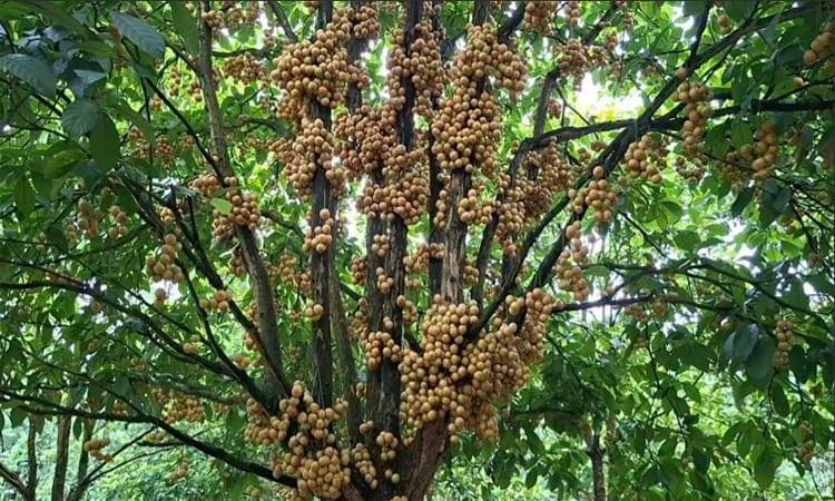 Farmers find new hope in lotkon cultivation in Sherpur's Garo Hills | Special Stories