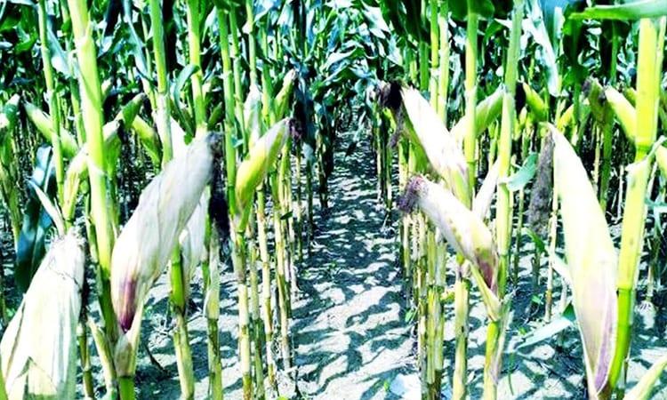 Bumper Kharif-1 maize yield, better prices make farmers happy | District