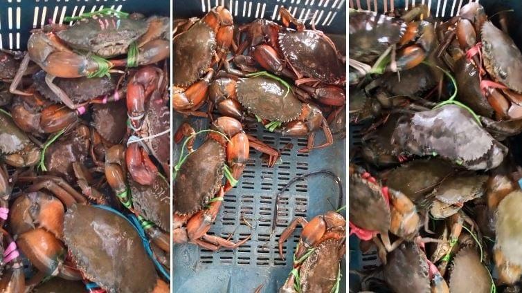 Dumuria's crab farming fuels rural prosperity and exports | District