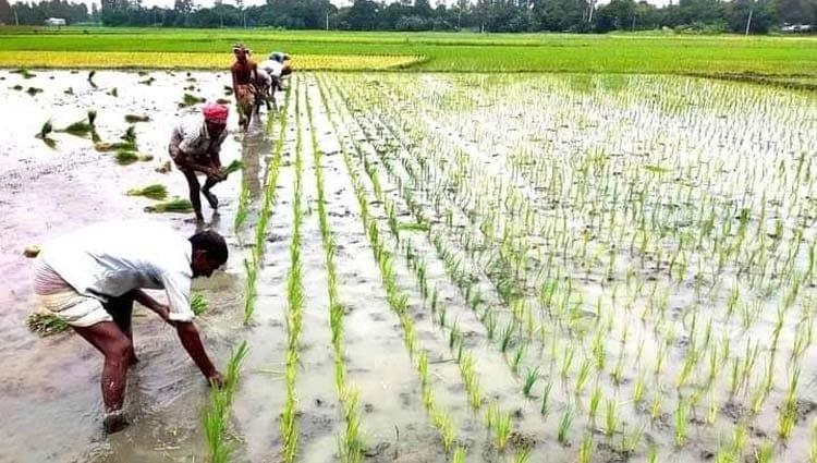 Aman paddy to be cultivated on 2, 72,000 hectares in Dinajpur, DAE targets | Agriculture News