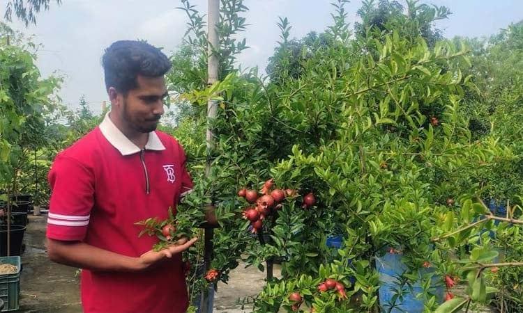 Al Amin earns Tk 1m a year growing pomegranates on his rooftop garden | Agriculture News