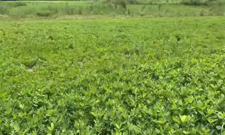 Madaripur's sandbar turns productive farmland thru peanut cultivation | Agriculture News