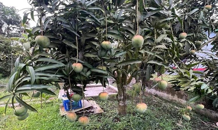 Patuakhali teacher transforms passion into profitable fruit orchard business | Agriculture News