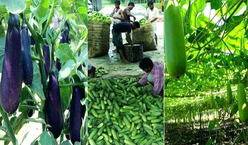 Rangpur farmers happy with yield, price of Kharif-1 vegetables | Agriculture News