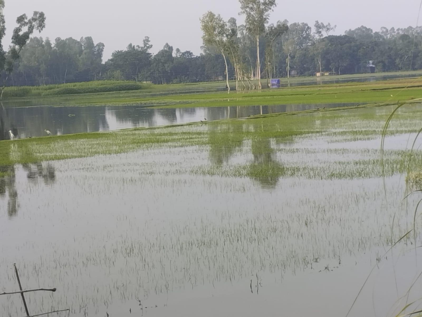 Heavy rainfall submerges 132 hectares of Aman seedbeds in Gaibandha | Special Stories