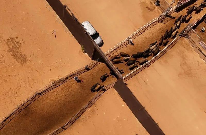 US to resume Mexican cattle imports after yearlong halt | International