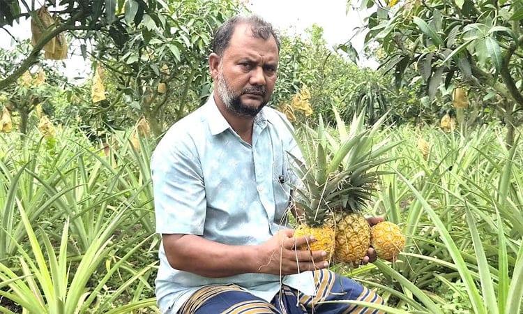 Sweet pineapples add new economic potential in Naogaon's Barind region | Agriculture News