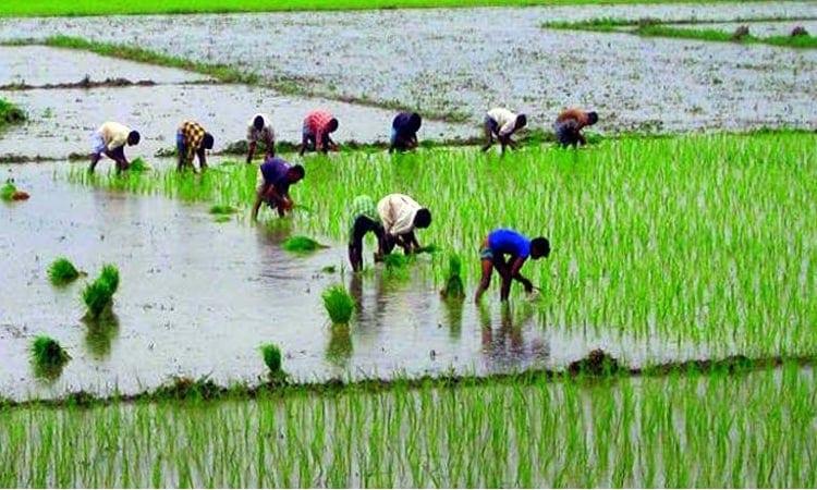 43pc Aman seedling planting completed in Rangpur region | Agriculture News