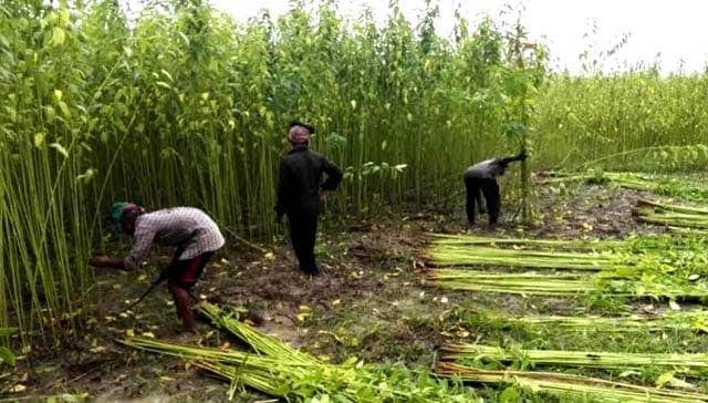 Jute harvesting begins in Manikganj | District