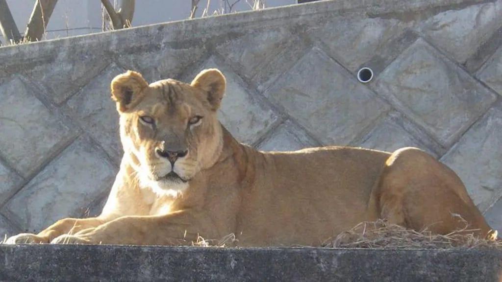 Suspected heatstroke kills three lions at Japan zoo | International
