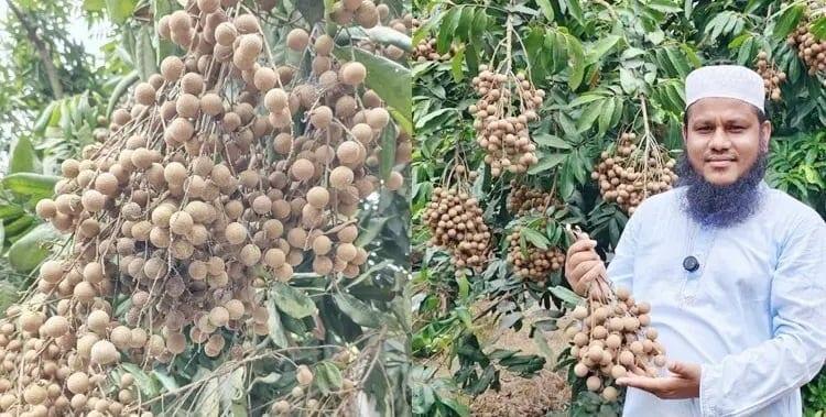 Young farmer inspires many with commercial kath lichu cultivation in Dinajpur | Special Stories