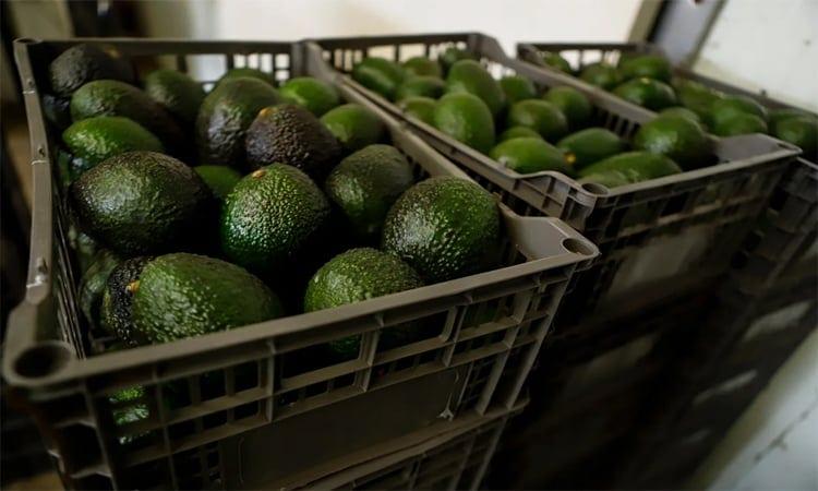 US suspends avocado imports from Mexican state | International