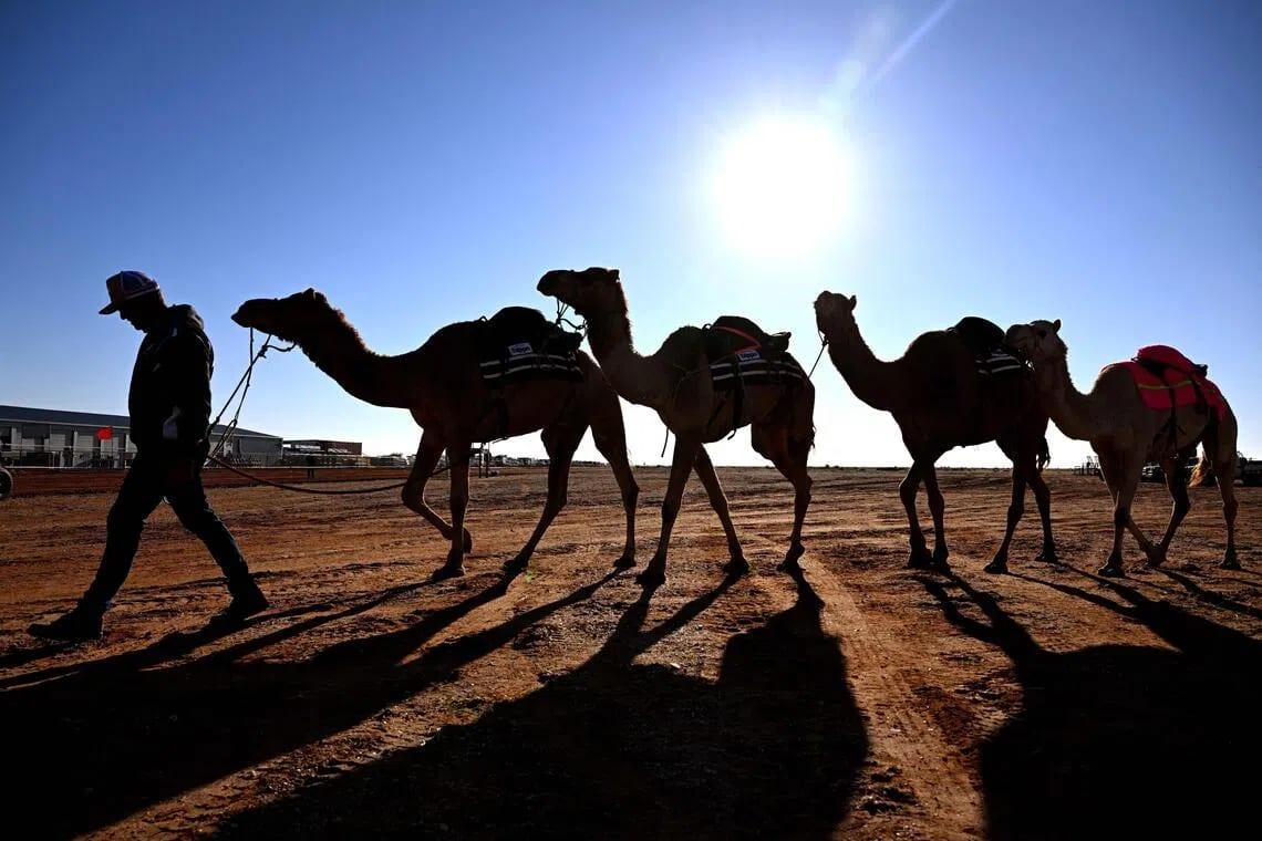 Camels find unlikely home in outback Australia | International