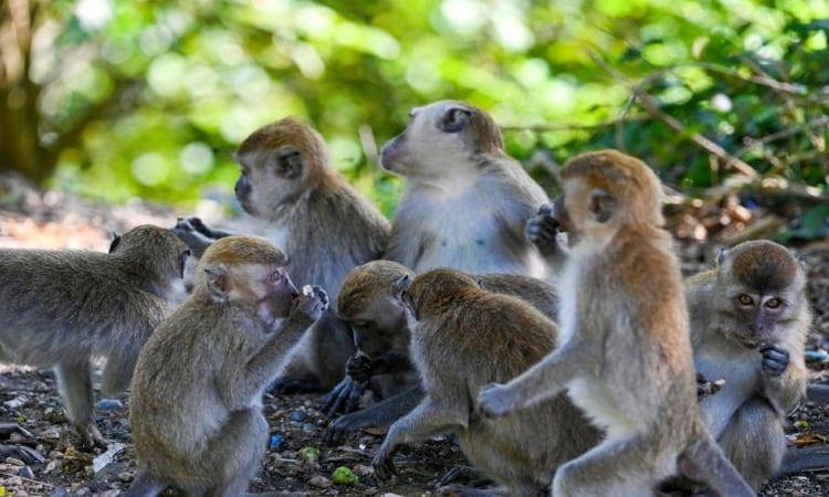 Indonesia traps monkey to end rampage that wounded 18 people | International