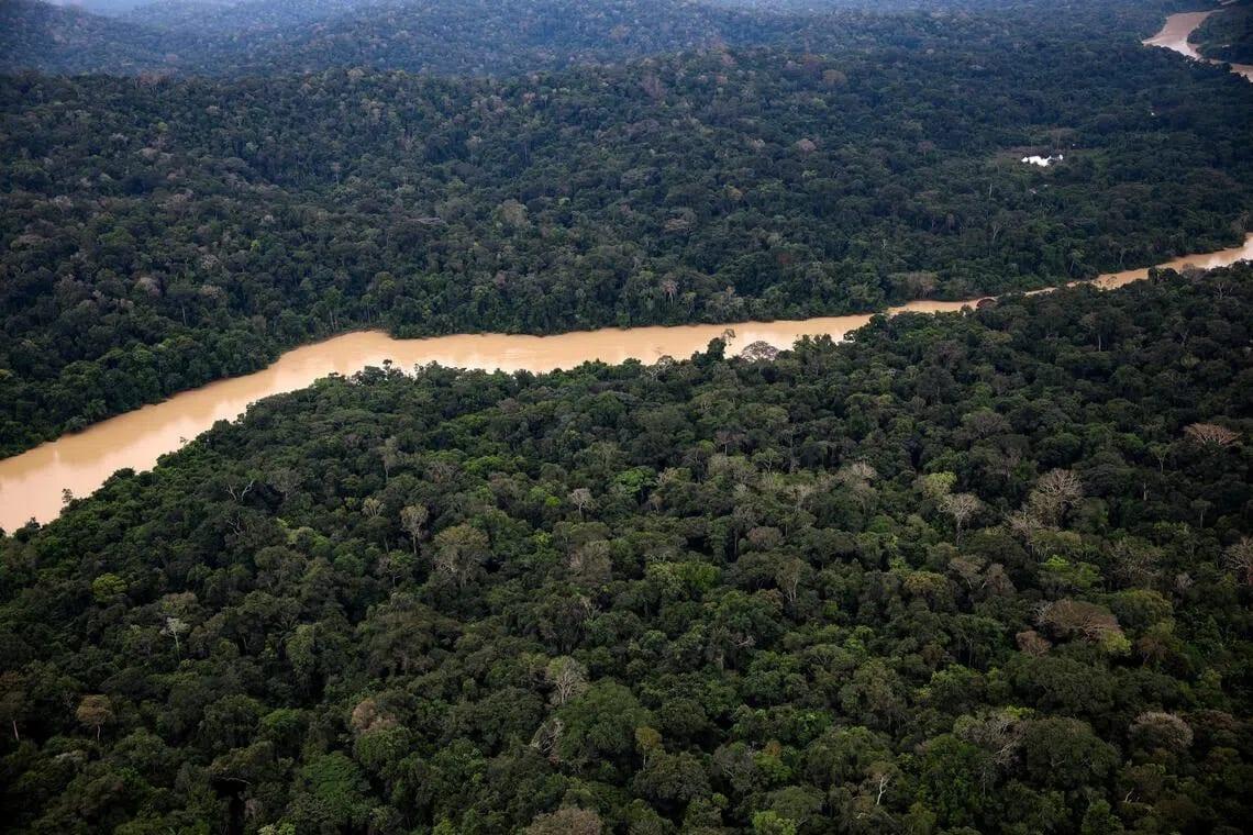 Deforestation hits record low in Brazilian Amazon | International